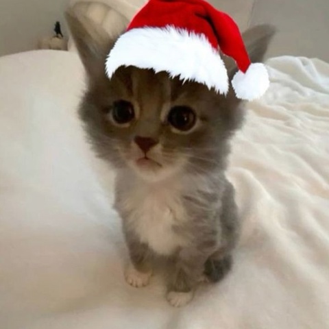 New Year L